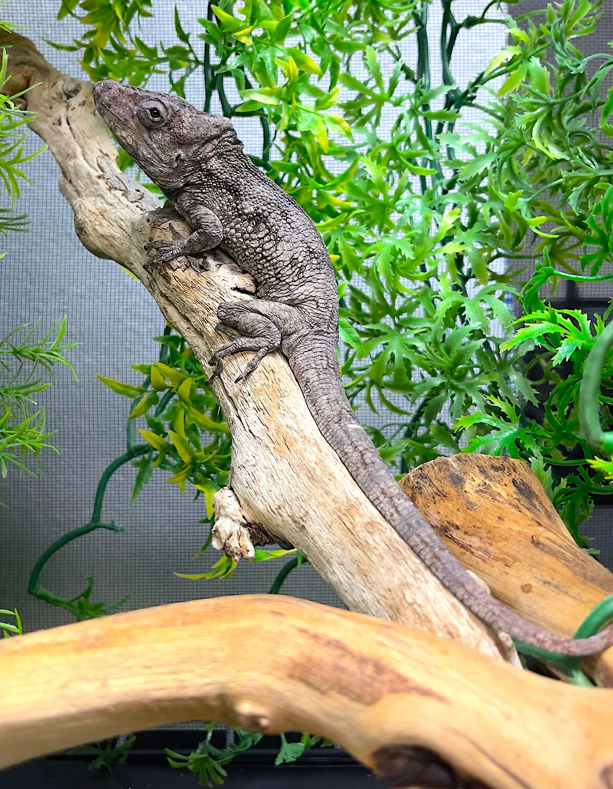 Cuban False Chameleon