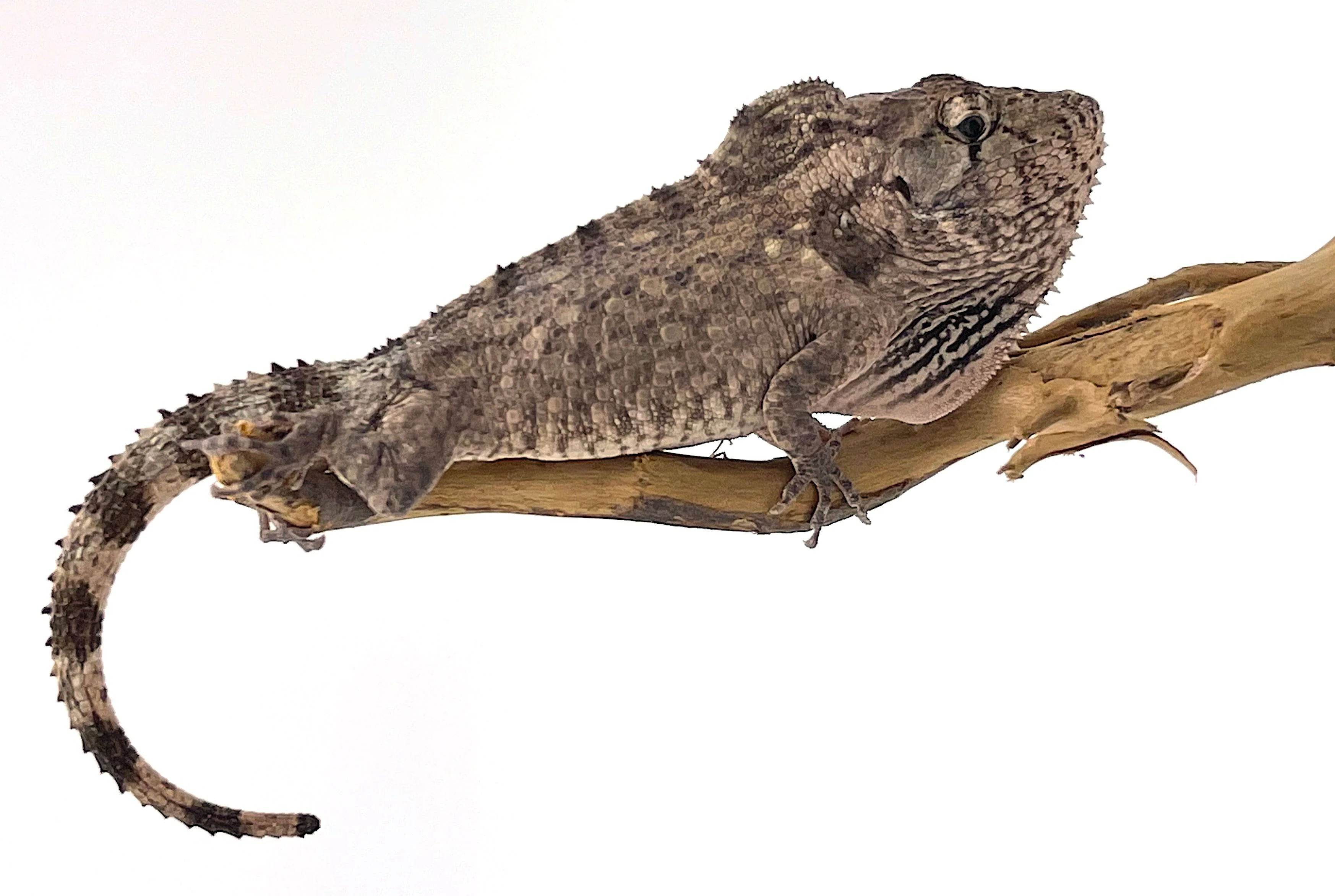 Cuban False Chameleon - Image 2