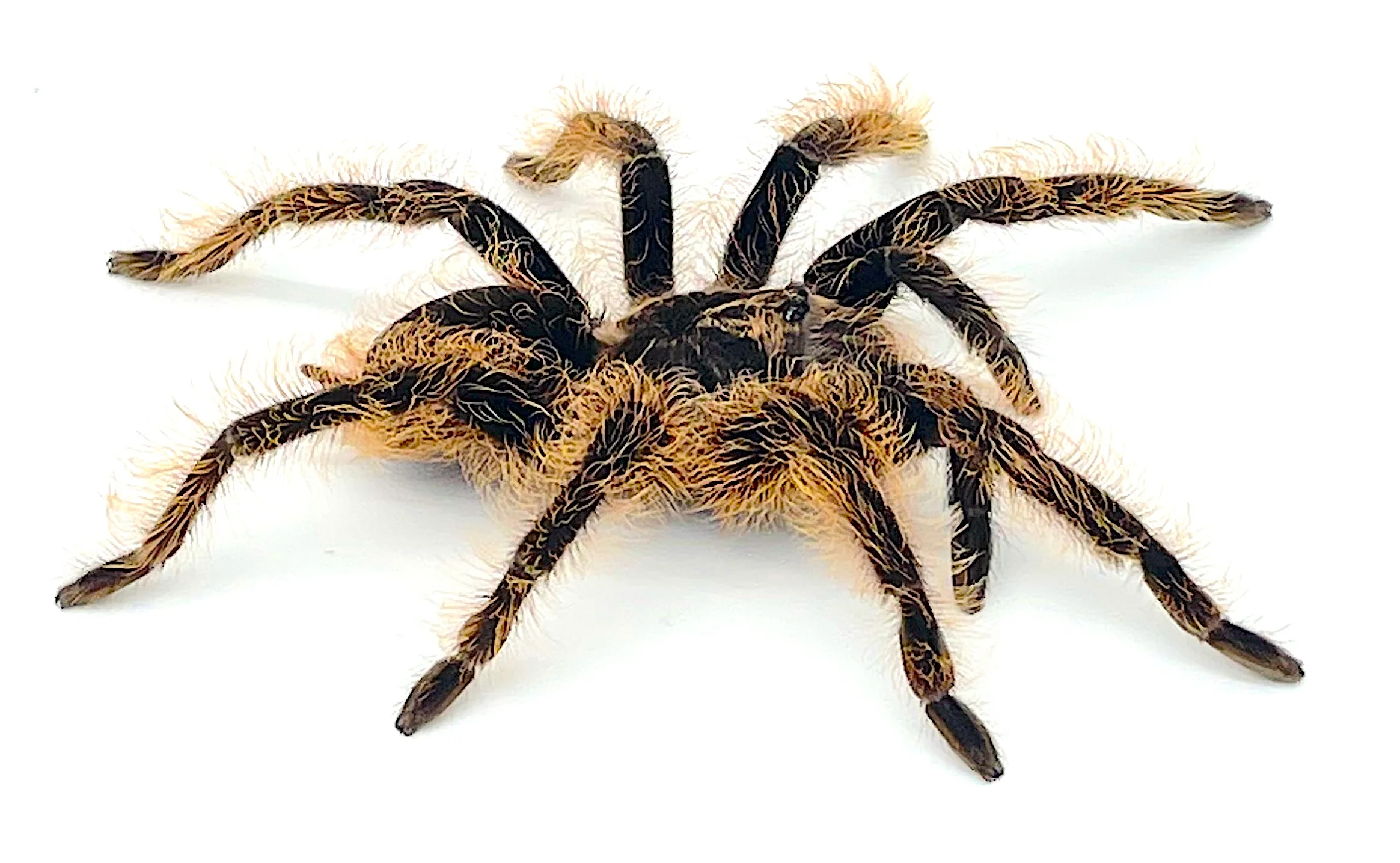Curly Hair Tarantula 3-4"