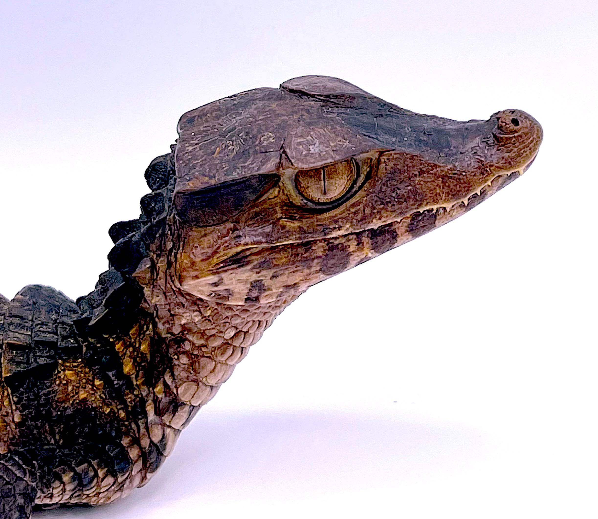 Cuvier's True Dwarf Caiman - Image 3