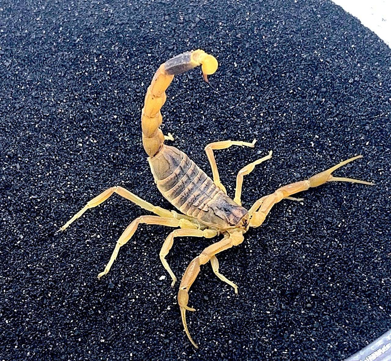 Death Stalker Scorpion