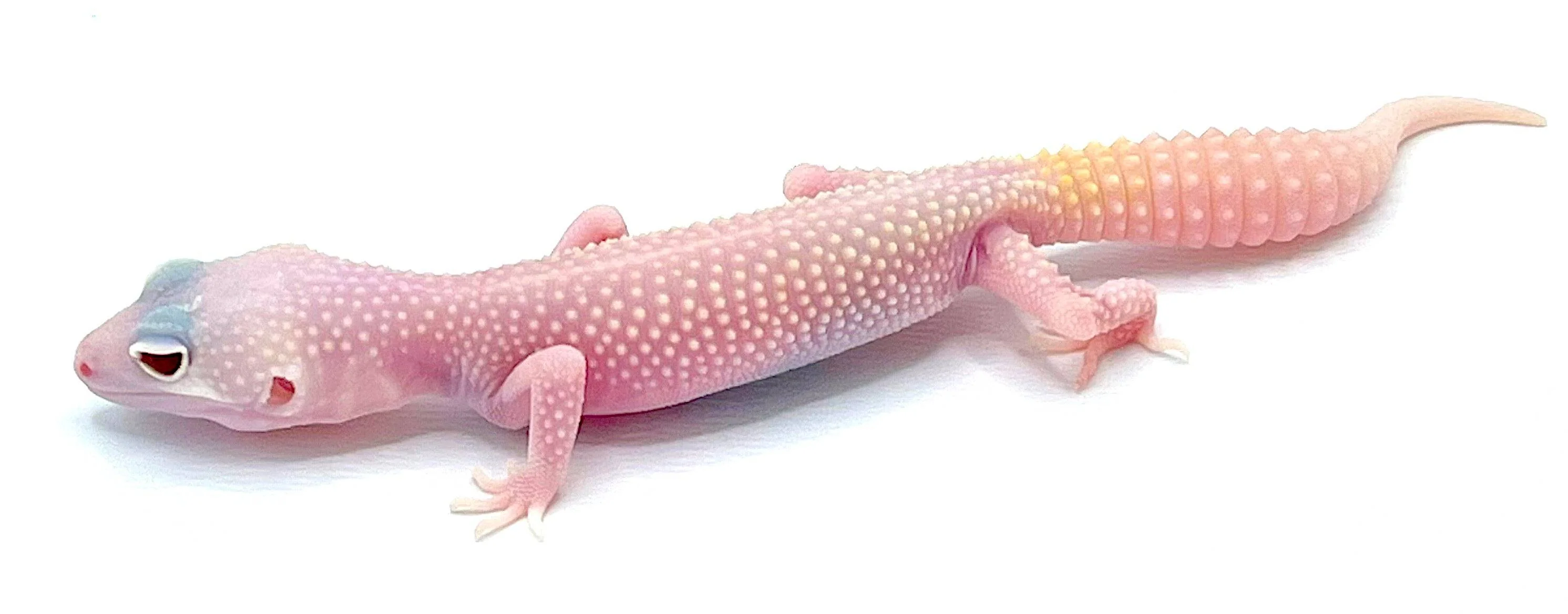 Diablo Blanco Leopard Gecko