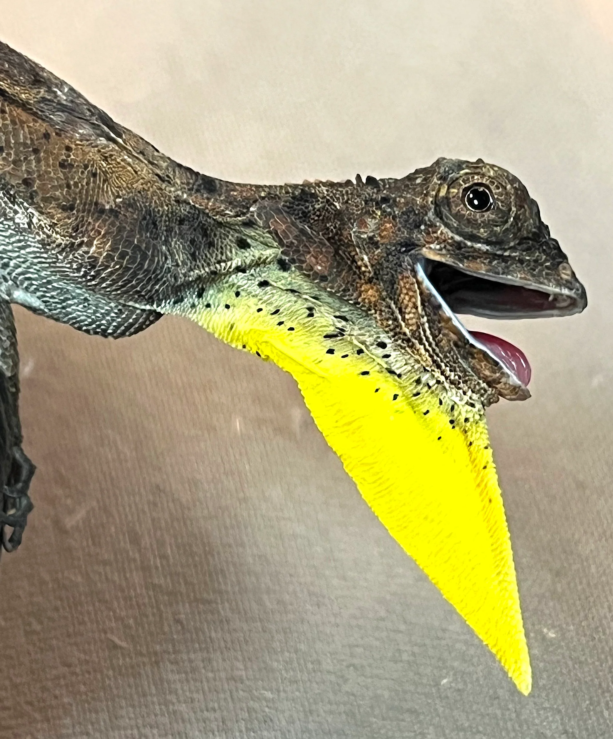 Draco Flying Lizard