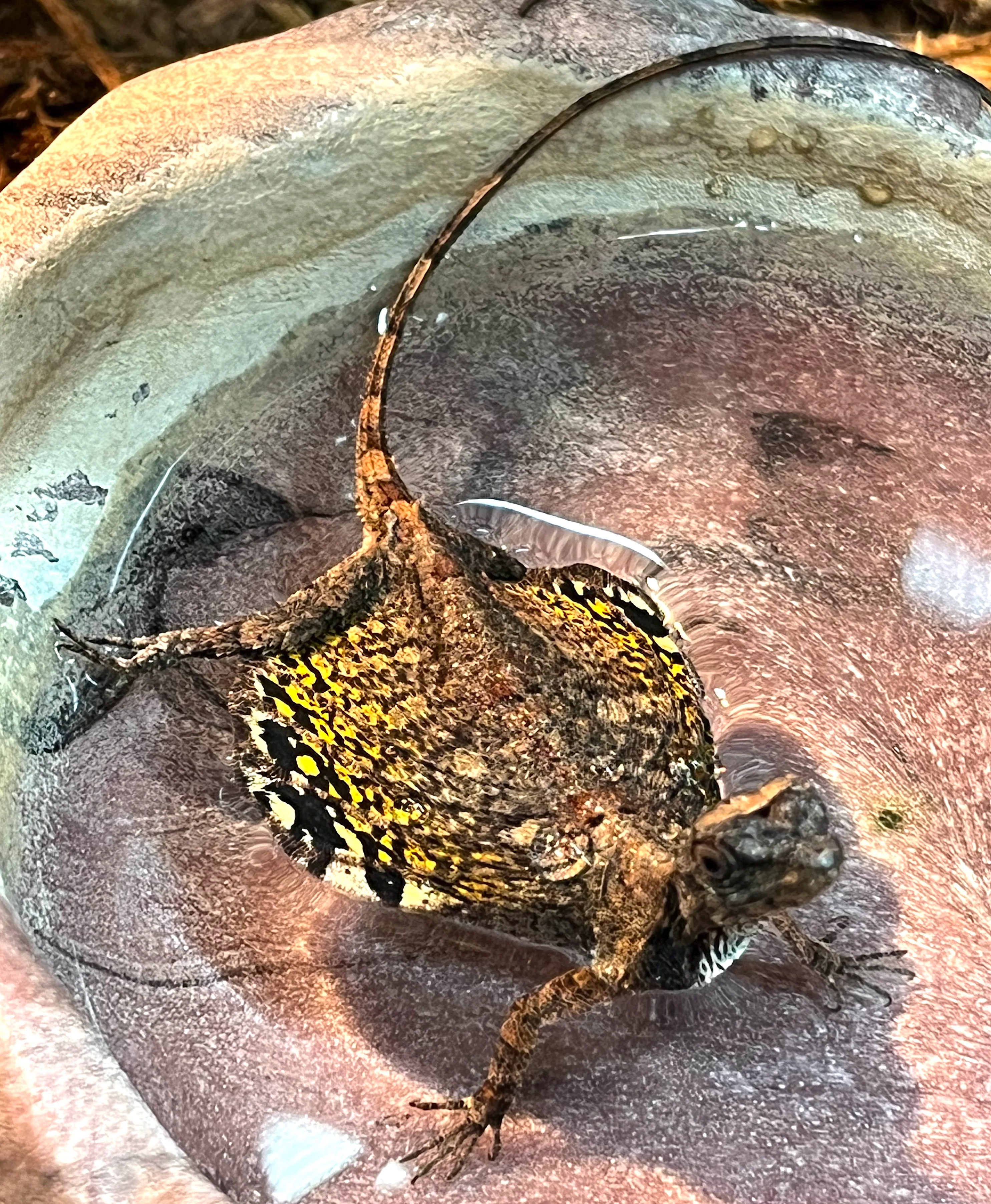 Draco Flying Lizard - Image 2