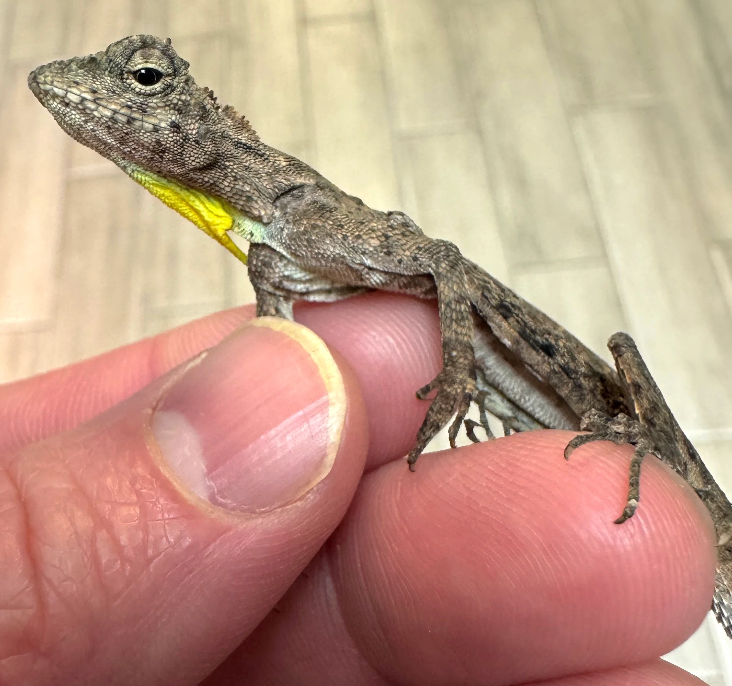 Draco Flying Lizard - Image 3