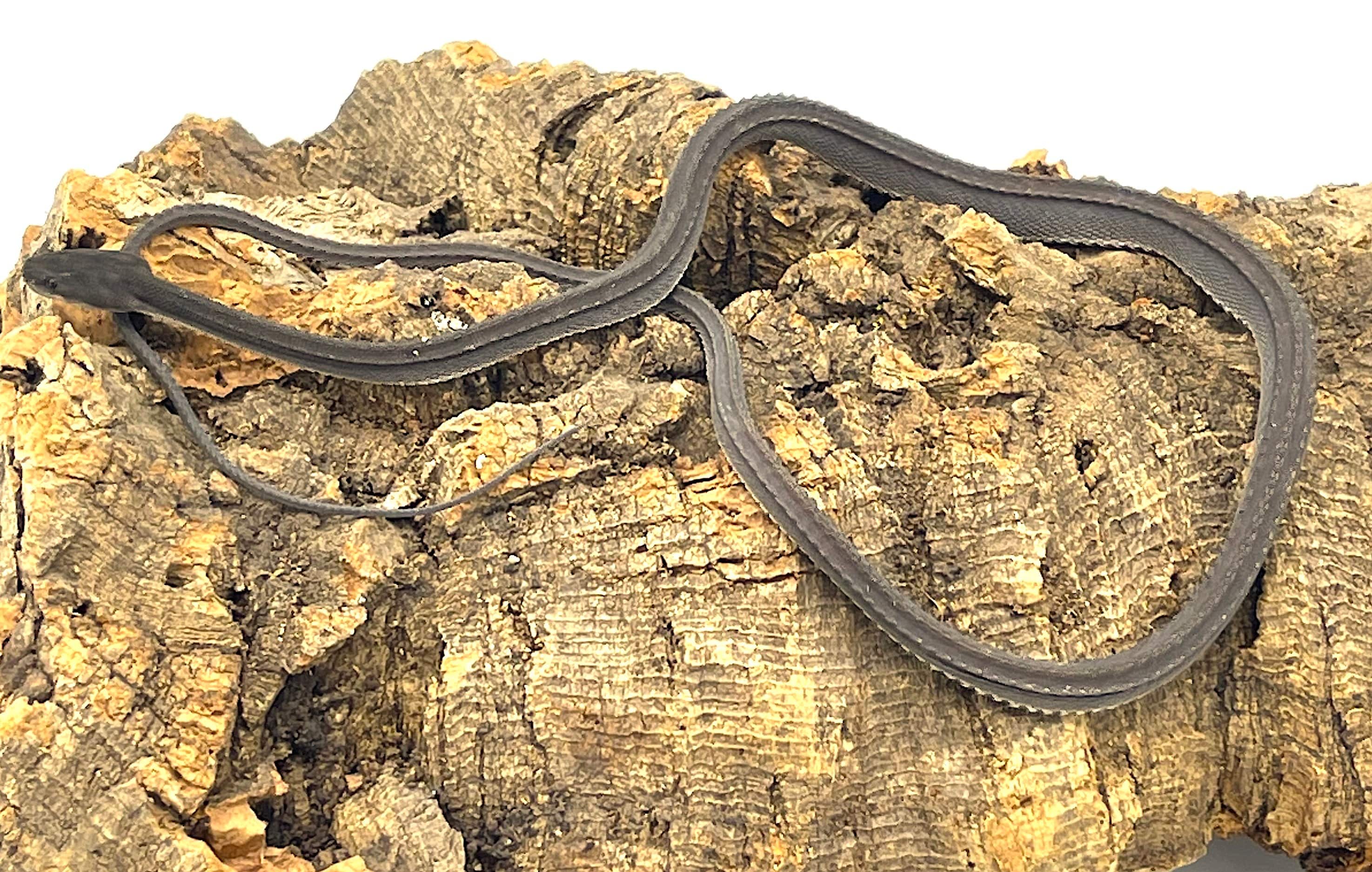 Dragon Snake (Xenodermus javanicus)