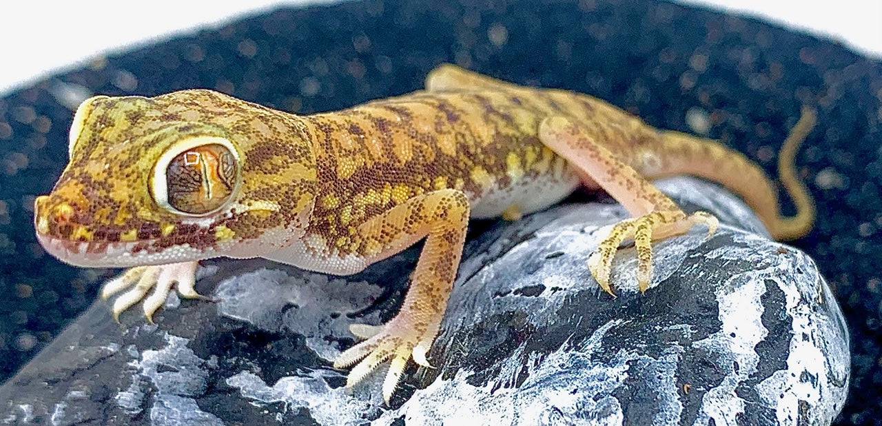 Giant Dune Gecko (Stenodactylus petrii)