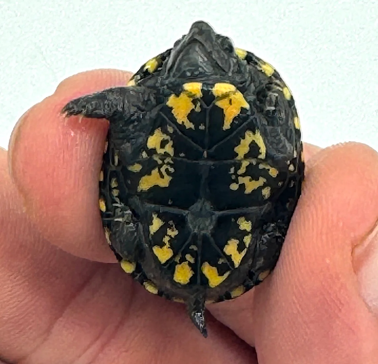 Eastern Mud Turtle - Image 2
