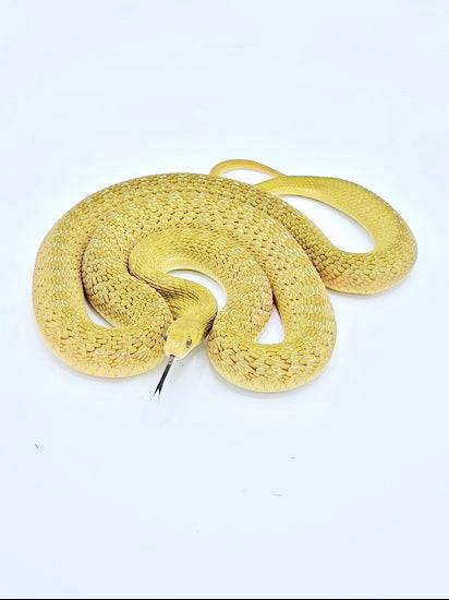 Egg eating Snake