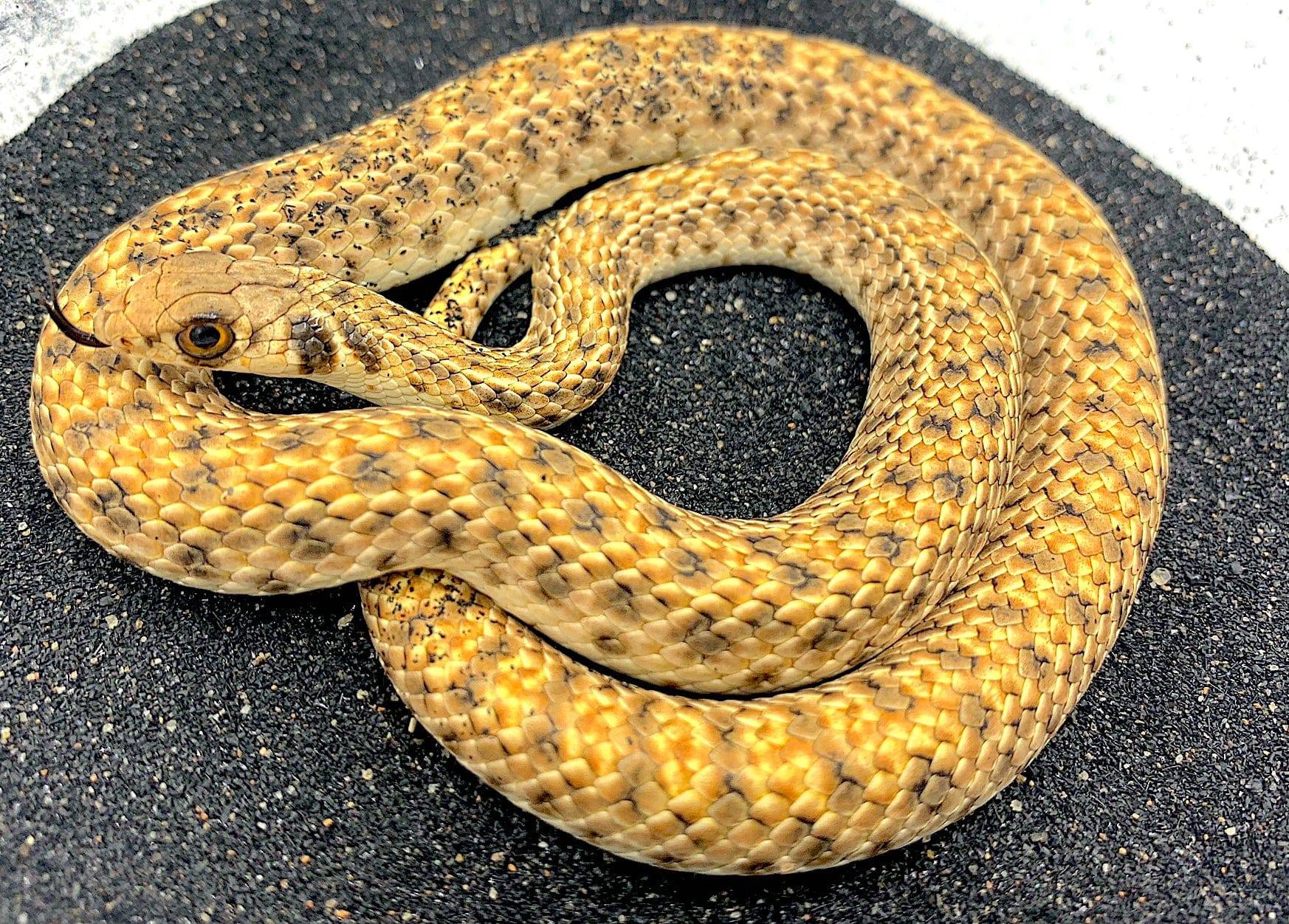 Egyptian False Cobra (Rhagerhis moilensis)