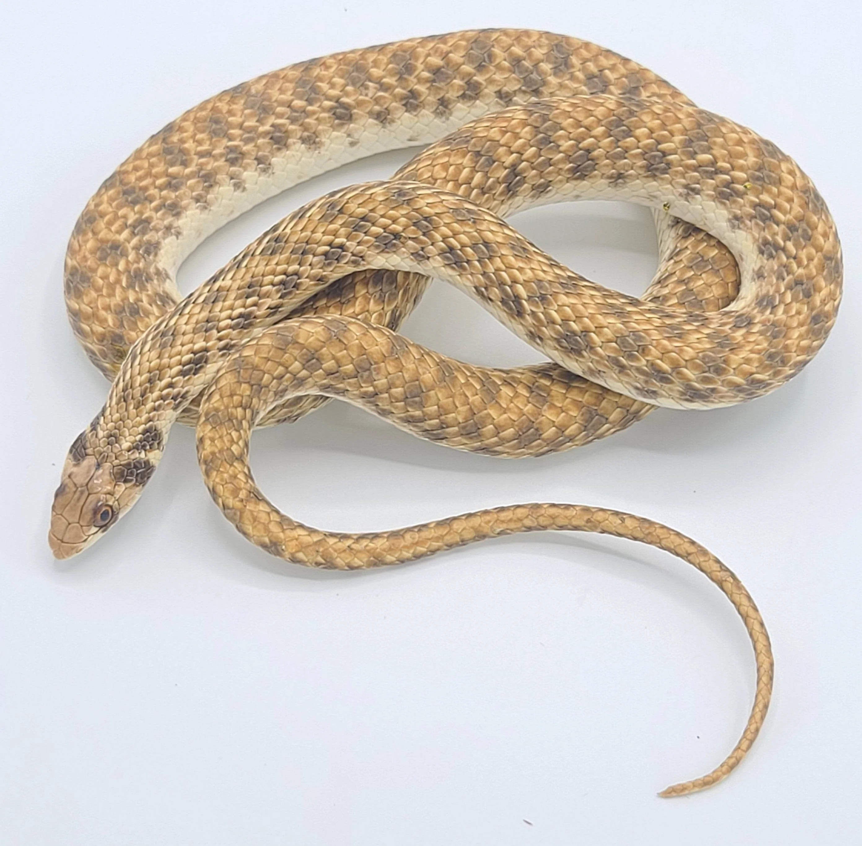 Egyptian False Cobra (Rhagerhis moilensis) - Image 2