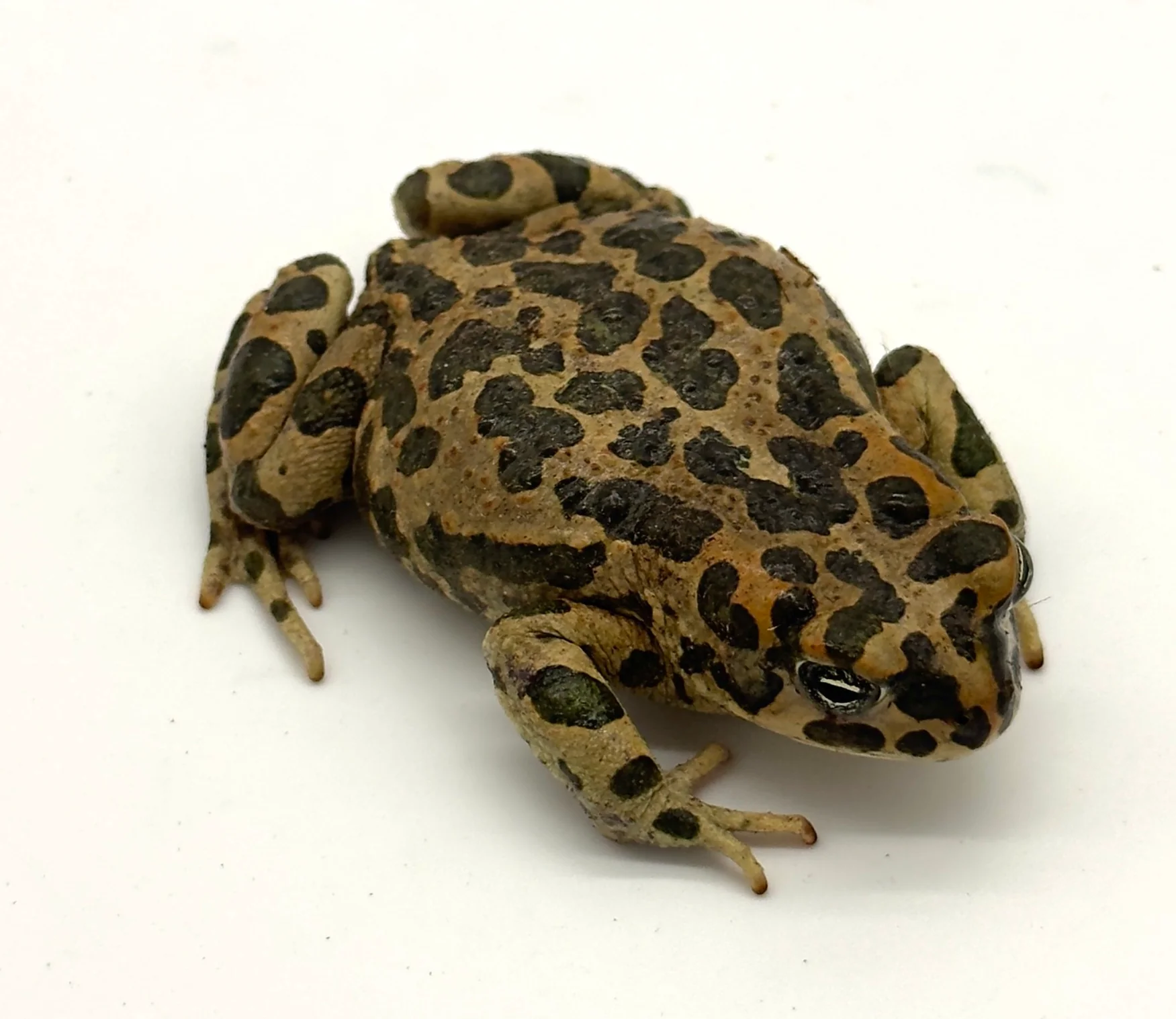 Egyptian Green Toads