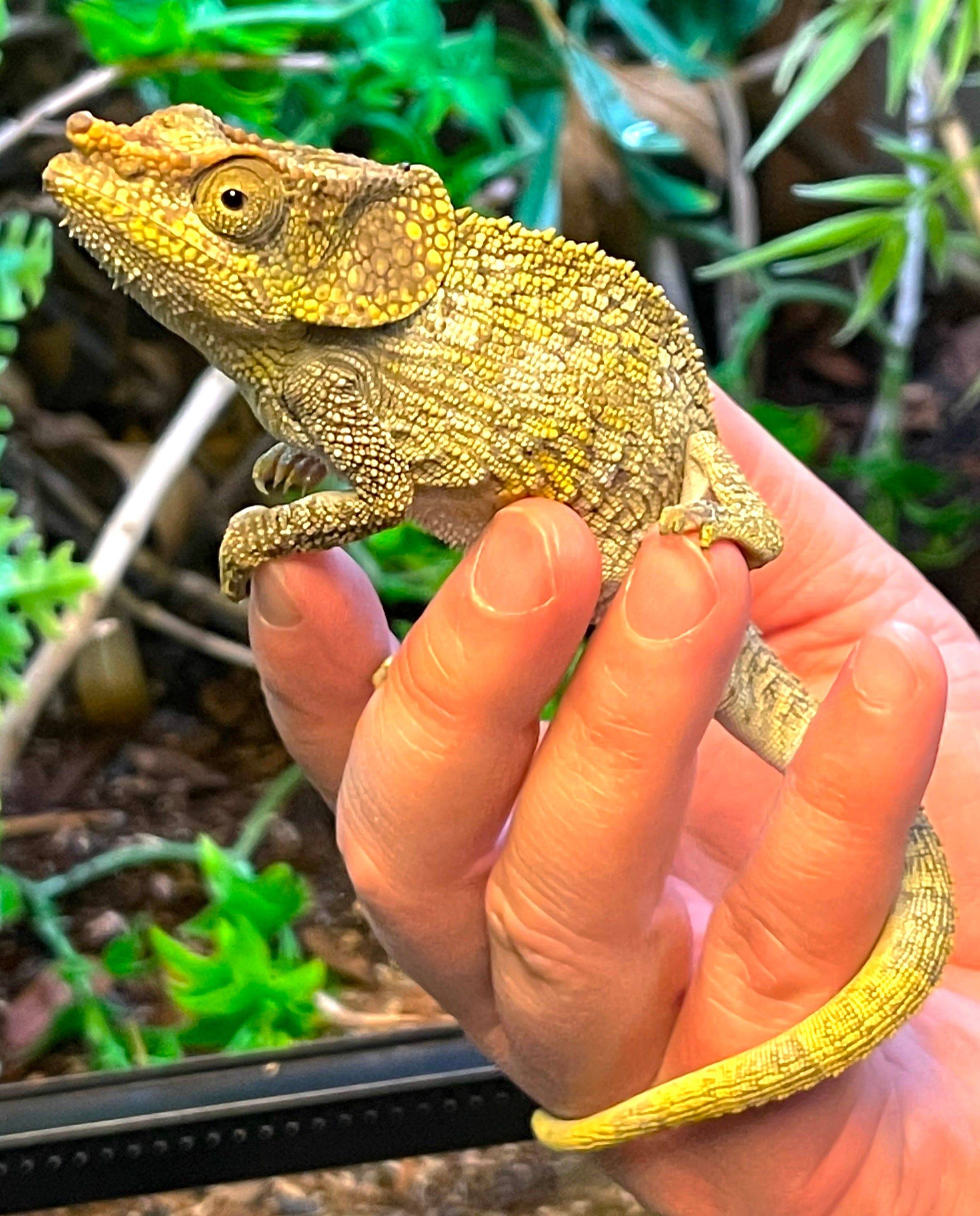 Elephant Ear Chameleons (Calumma brevicorne)