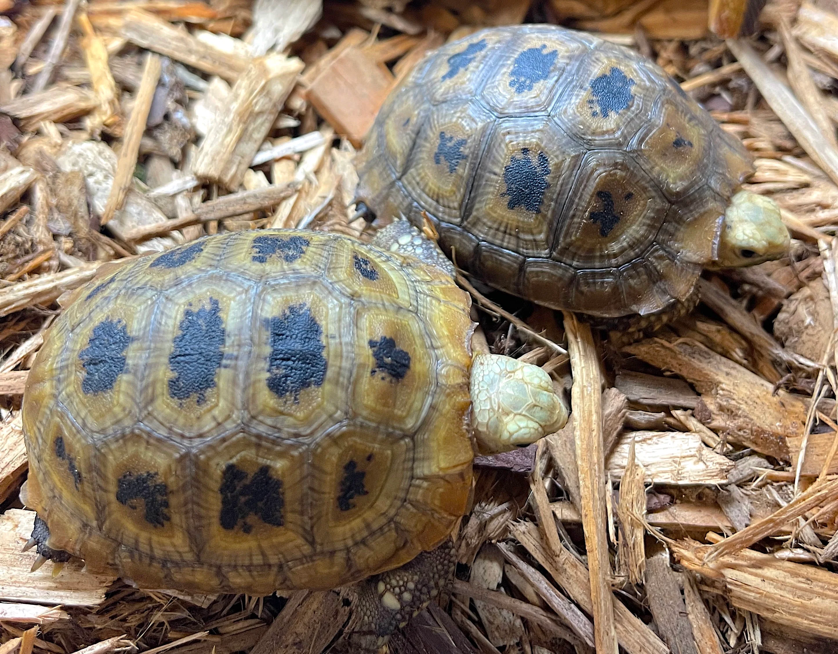 Elongated Tortoise - Image 2