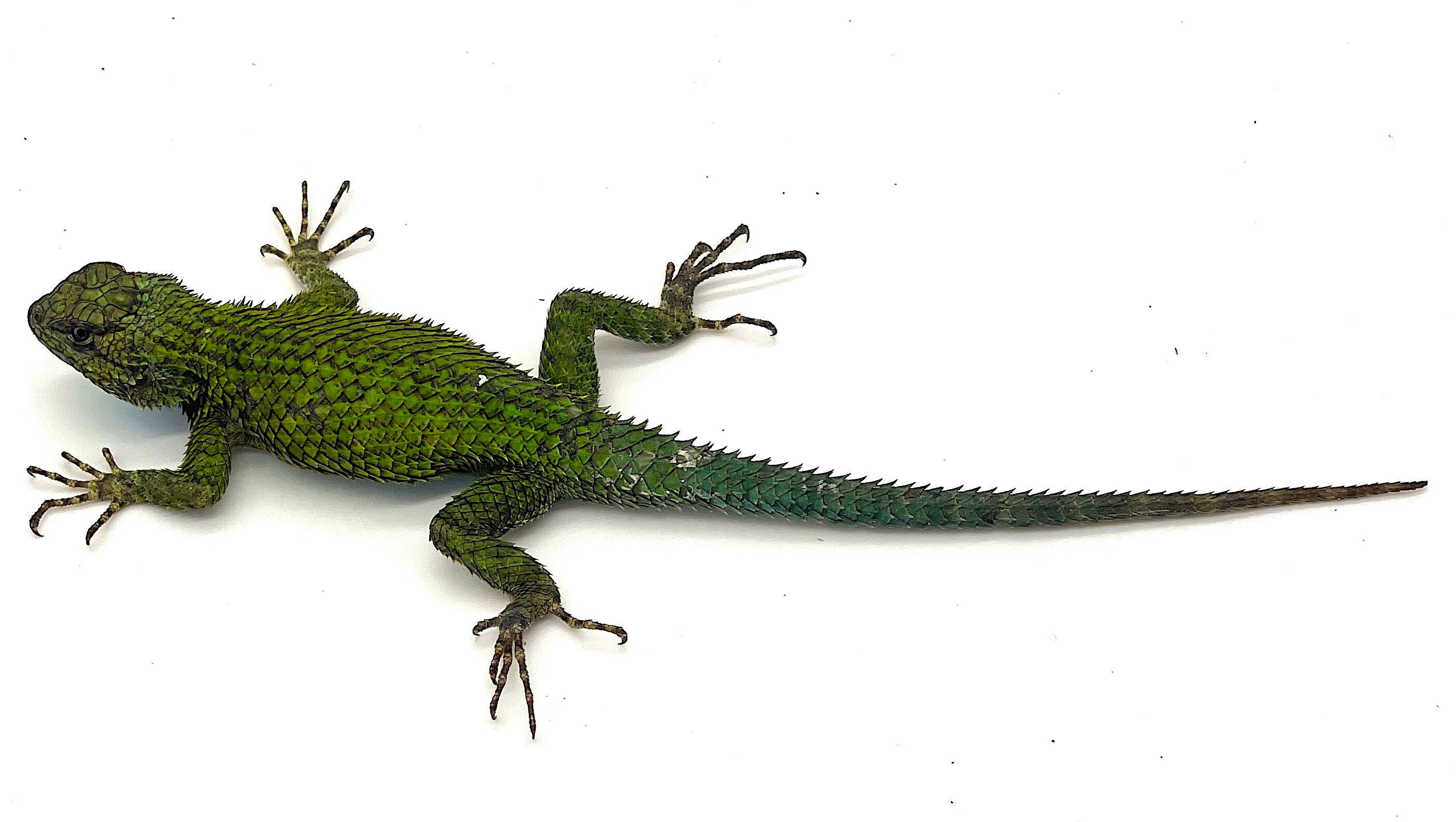 Emerald Swift