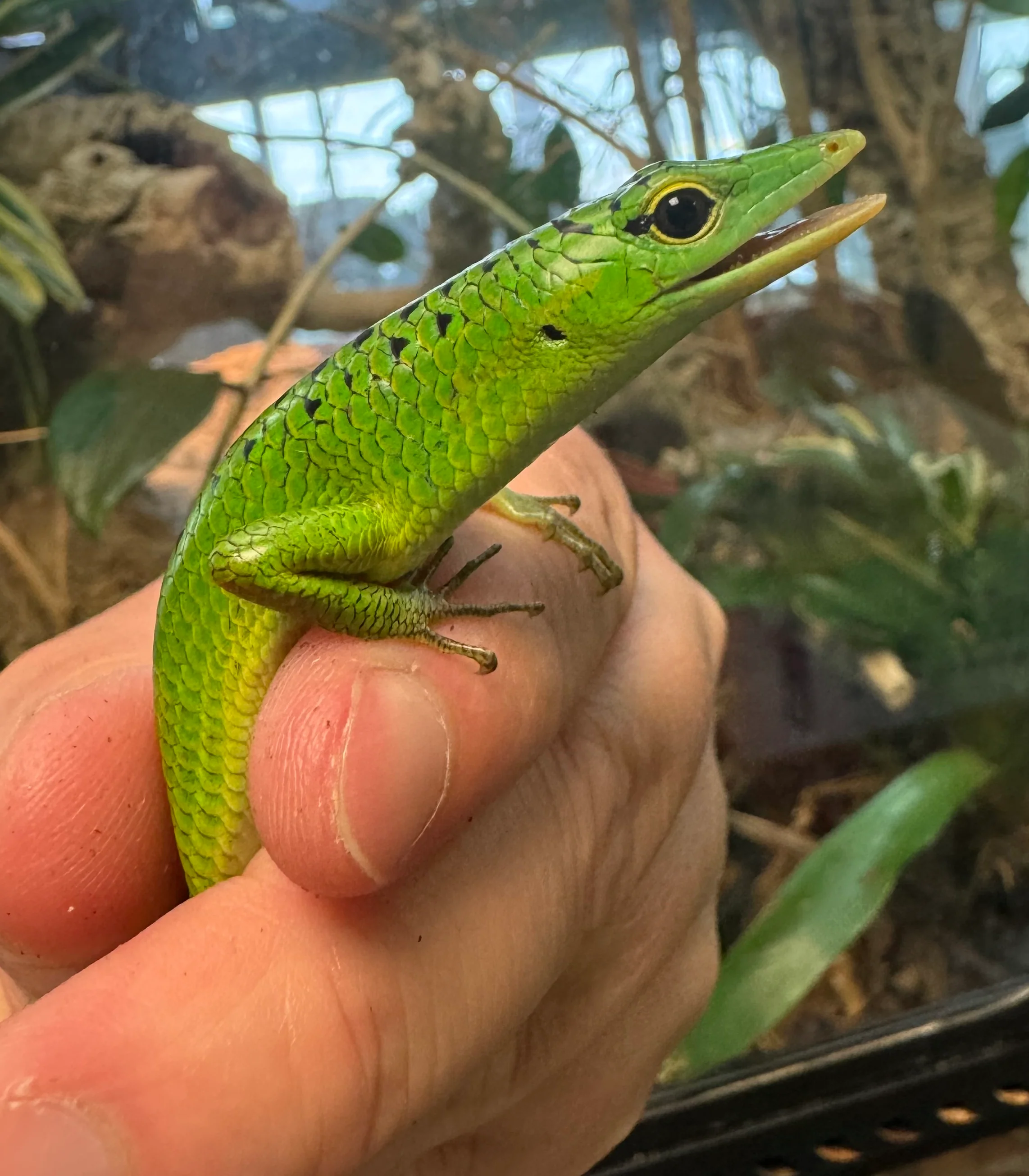 Emerald Tree Skink *Indonesia Local* (Lamprolepis smaragdina)