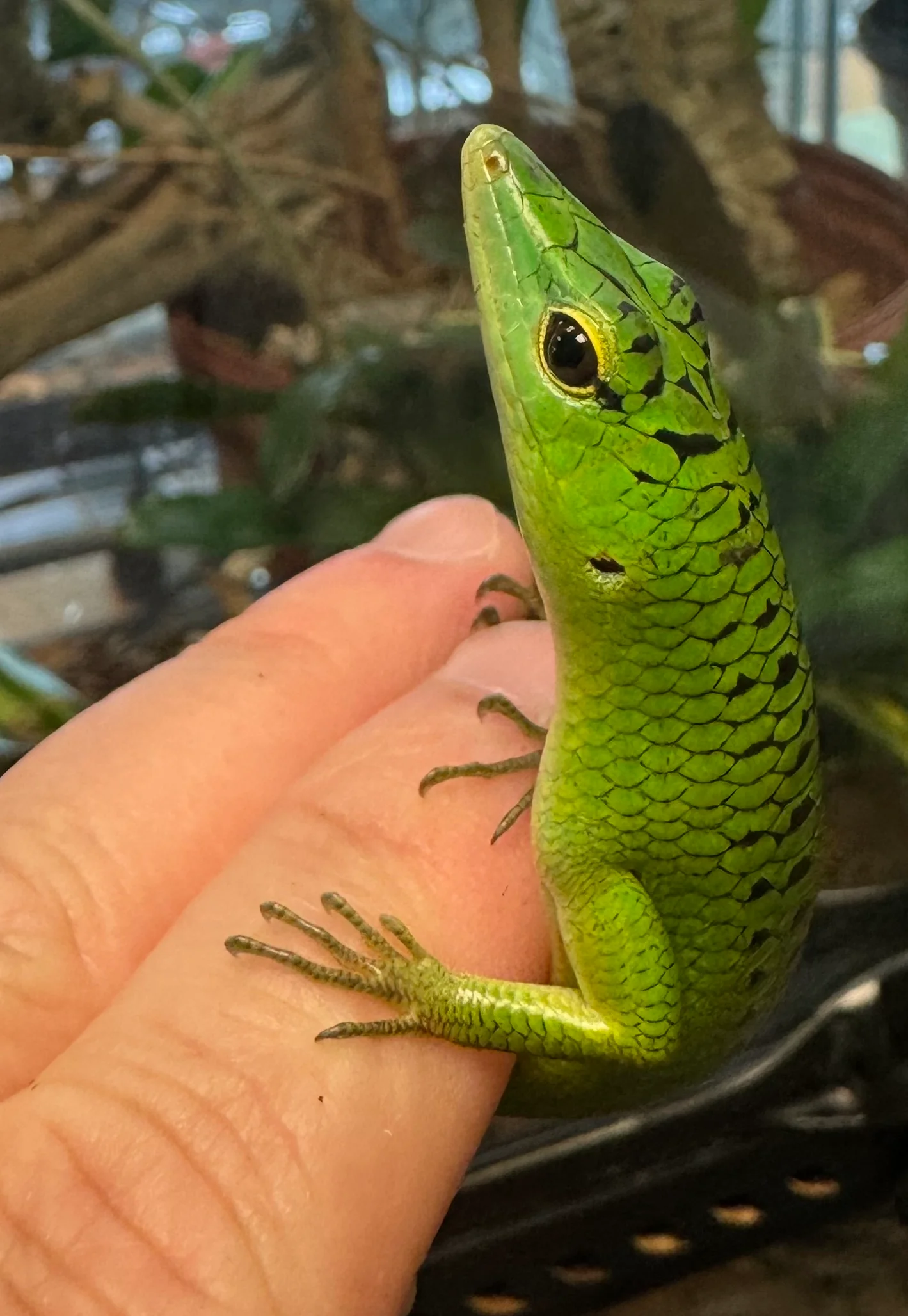 Emerald Tree Skink *Indonesia Local* (Lamprolepis smaragdina) - Image 3