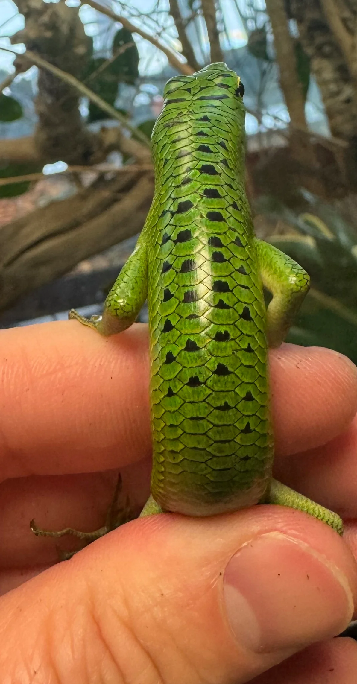 Emerald Tree Skink *Indonesia Local* (Lamprolepis smaragdina) - Image 4
