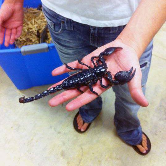 Emperor Scorpion