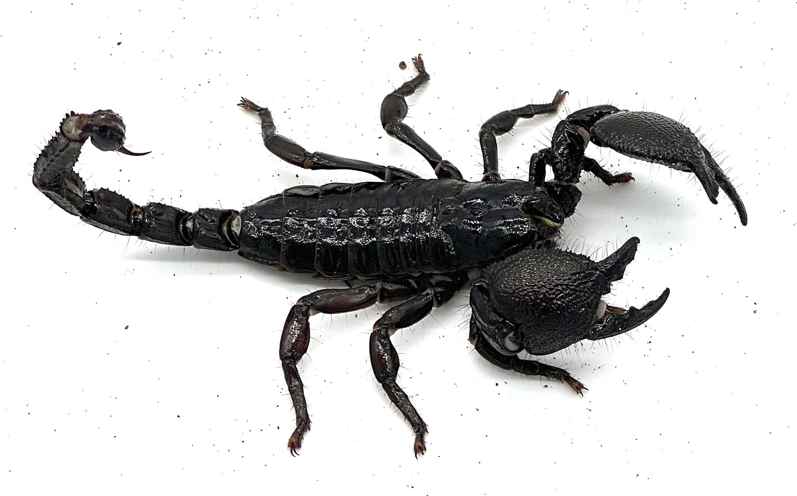 Emperor Scorpion - Image 2