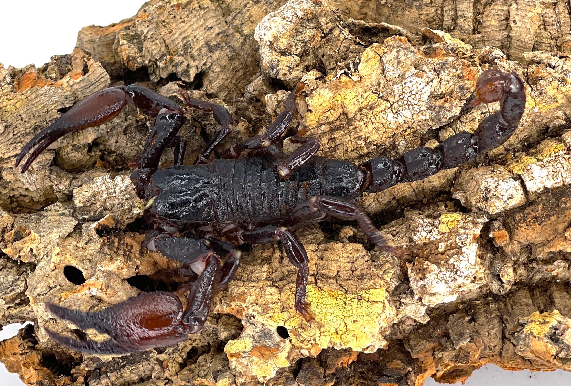 Emperor Scorpion - Image 3