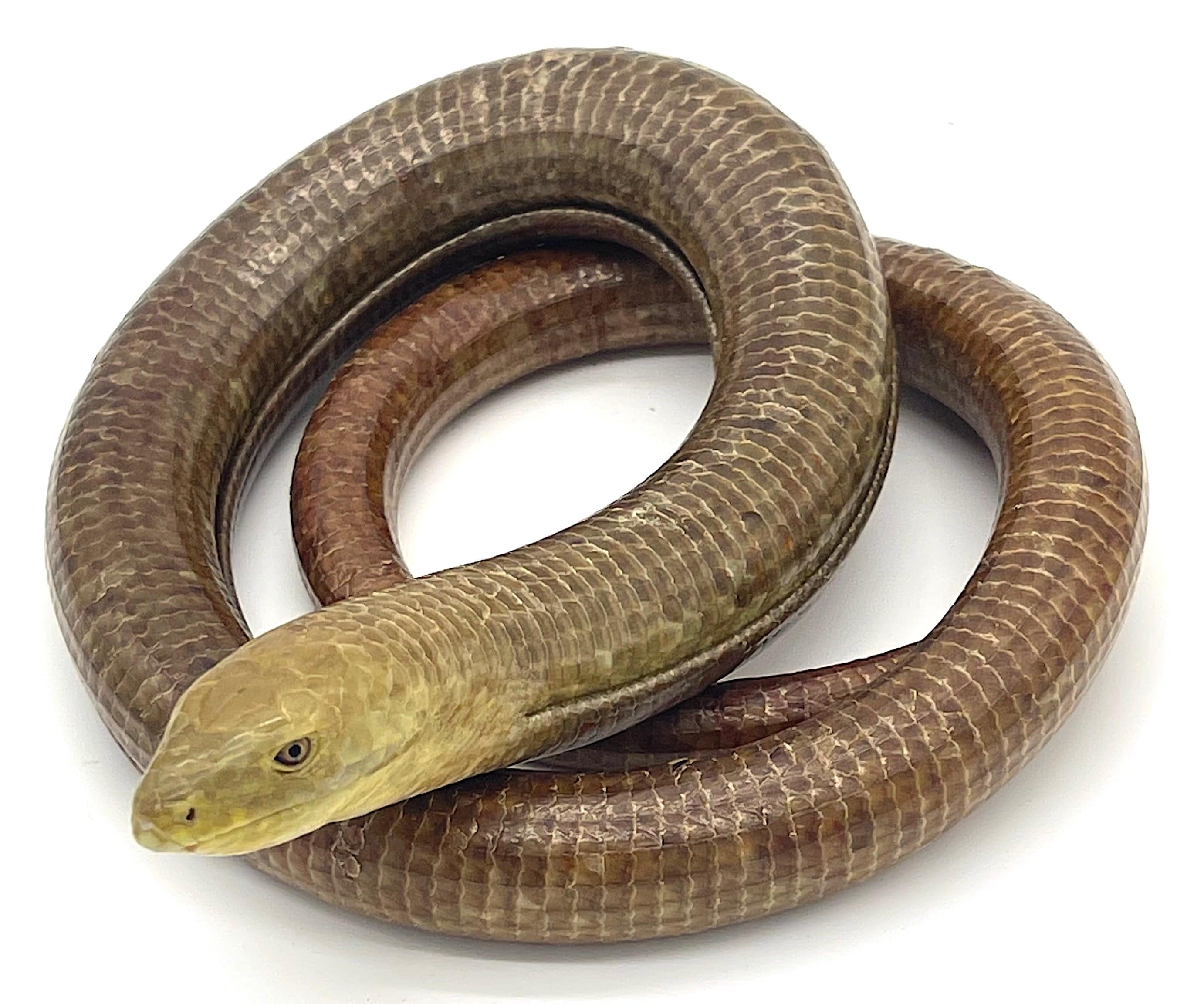 European Legless Lizard (Pseudopus apodus)