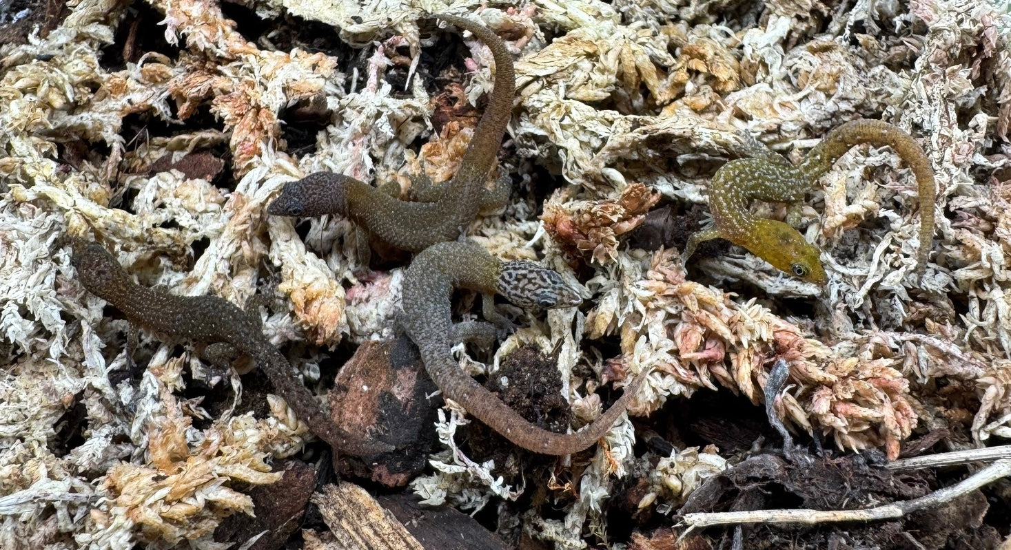 Fantastic Least Gecko (Sphaerodactylus fantasticus) - Image 2