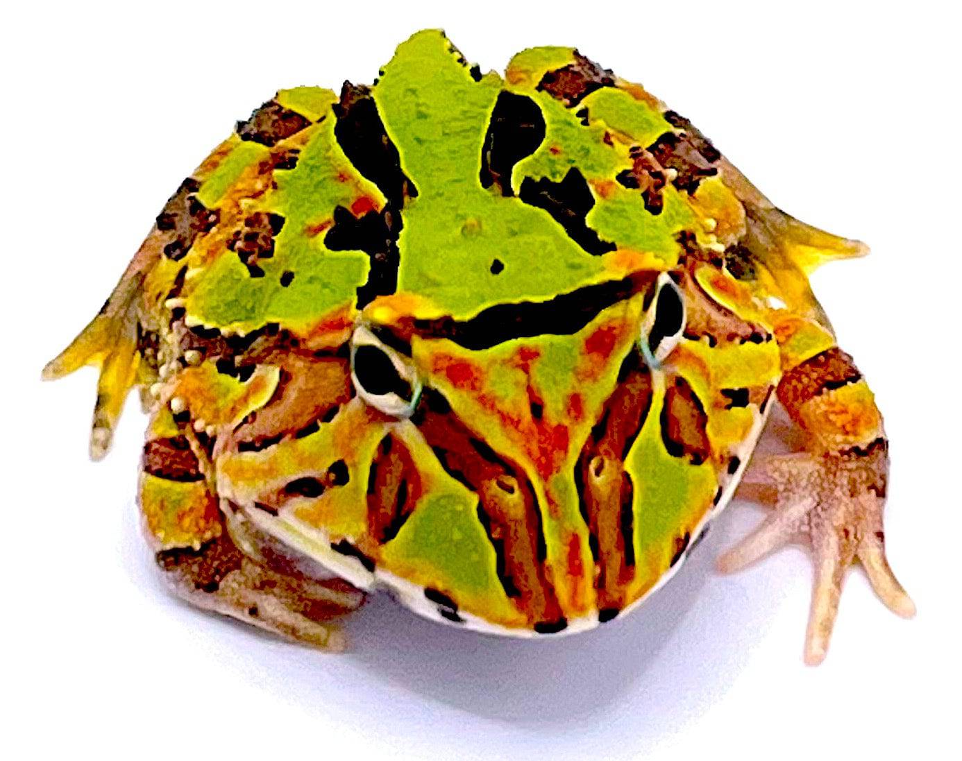 Fantasy Pacman Frog - Image 2