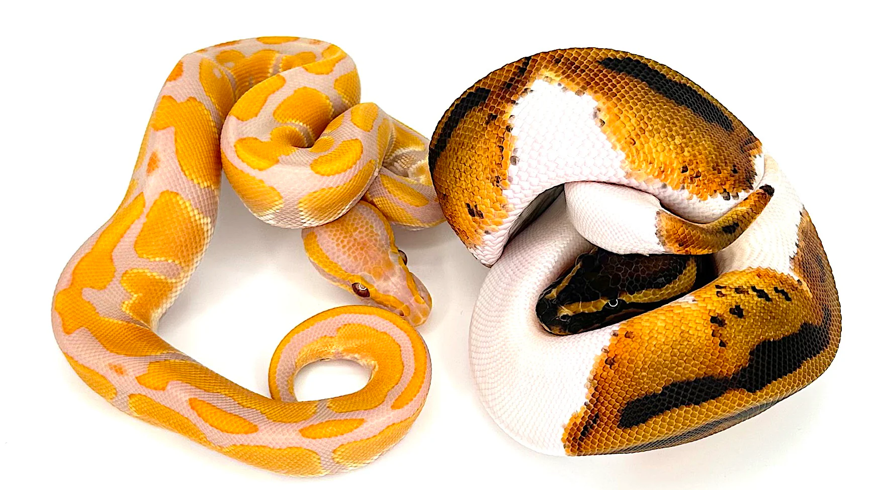 Female lavender albino het pied Male pied het lavender albino
