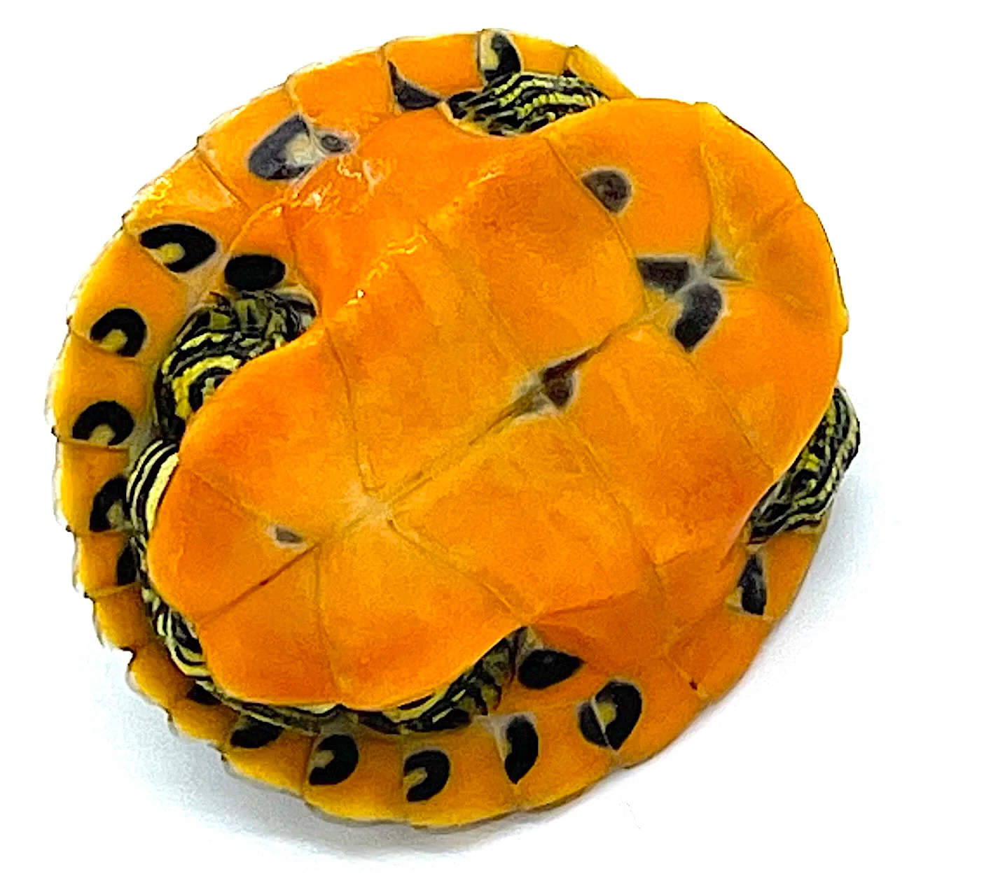 Flame Florida Red Belly Sliders - Image 2