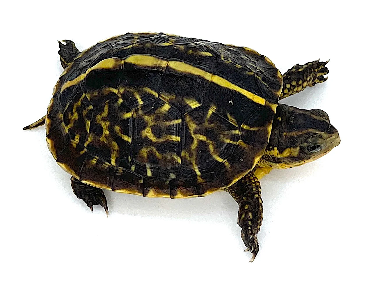 Florida Box Turtle