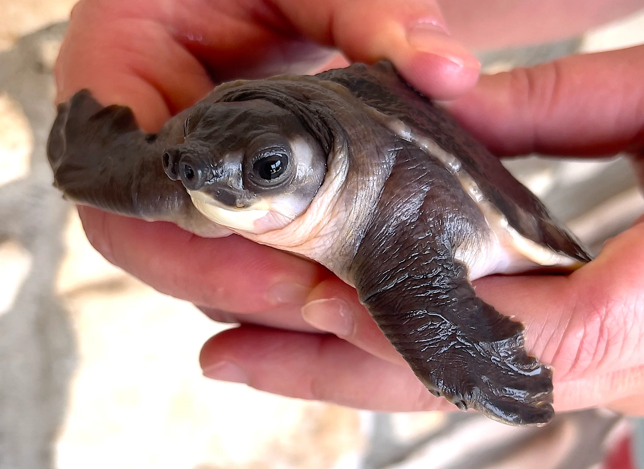 Fly River Turtle