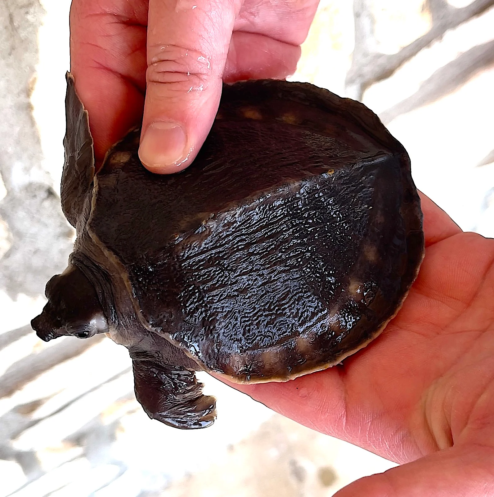 Fly River Turtle - Image 3