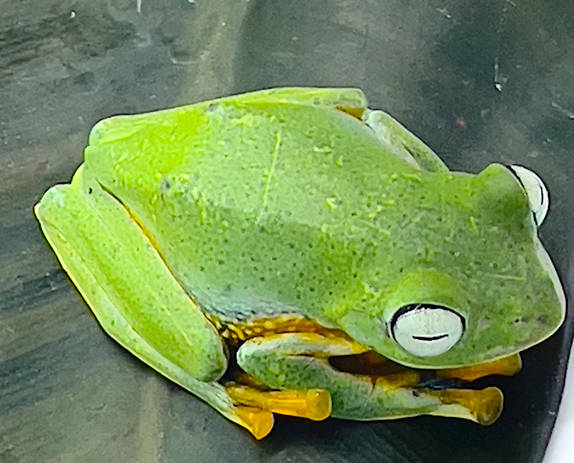 Flying Frog (Rhacophorus reinwardtii)