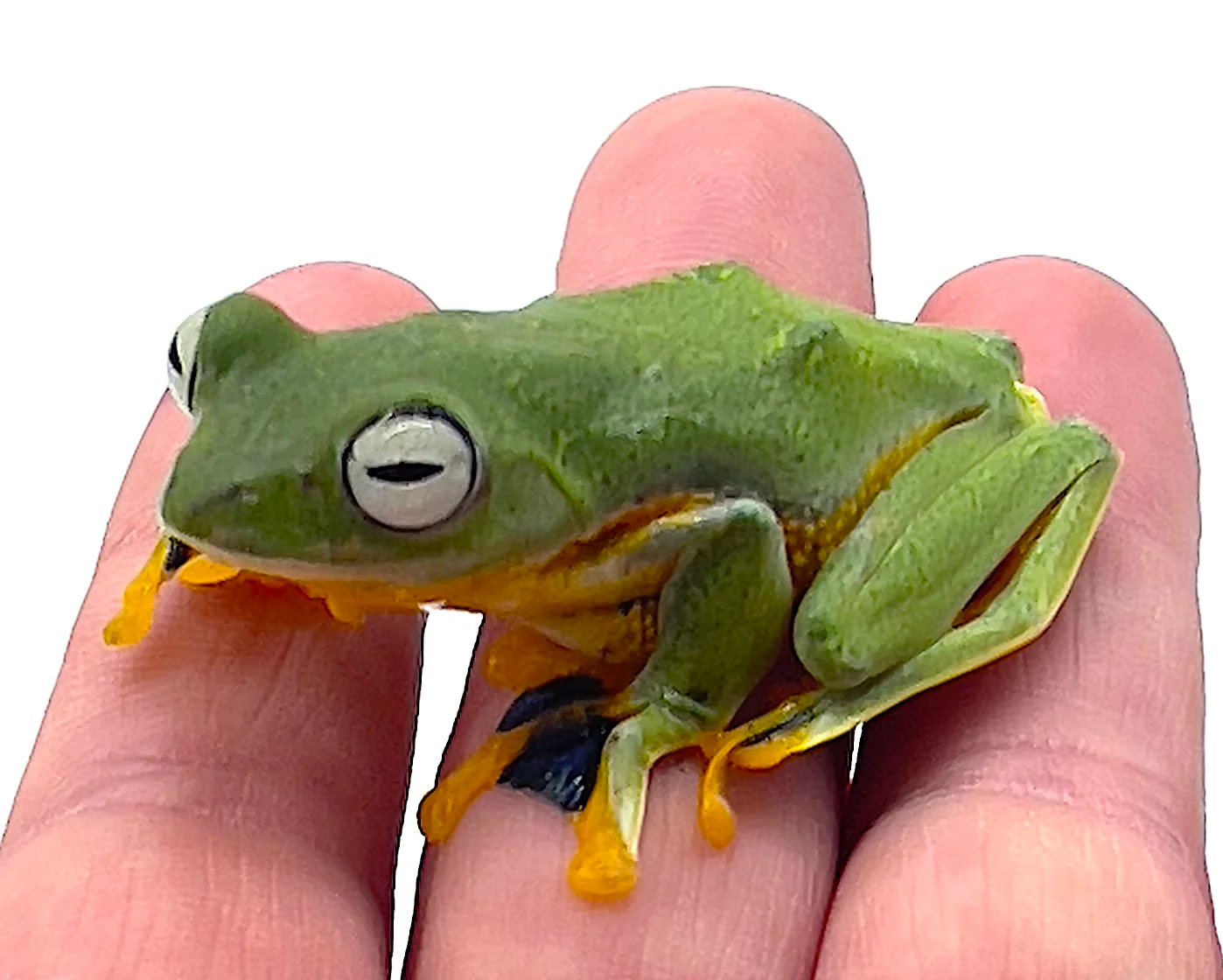 Flying Frog (Rhacophorus reinwardtii) - Image 2