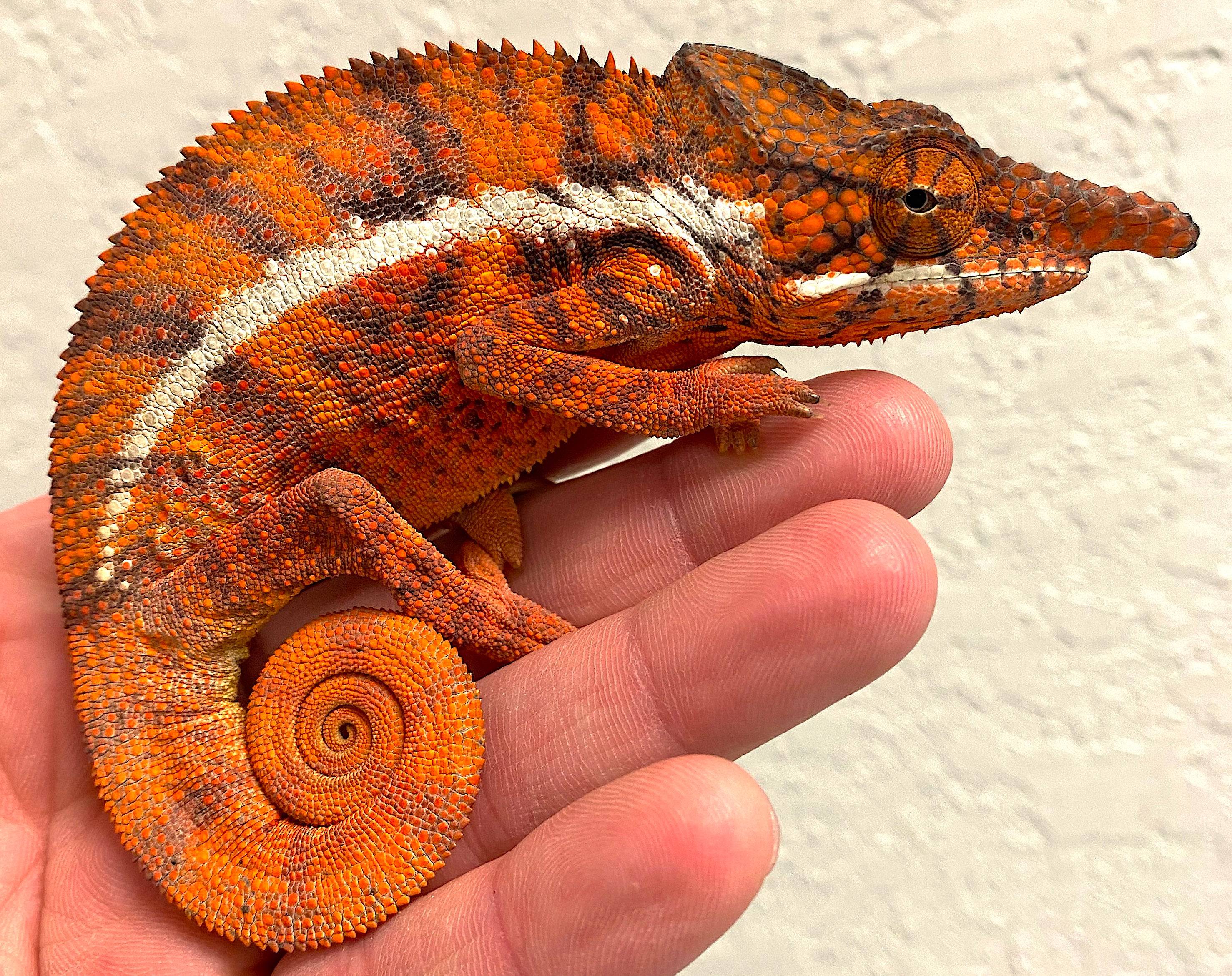 Furcifer angeli Pair