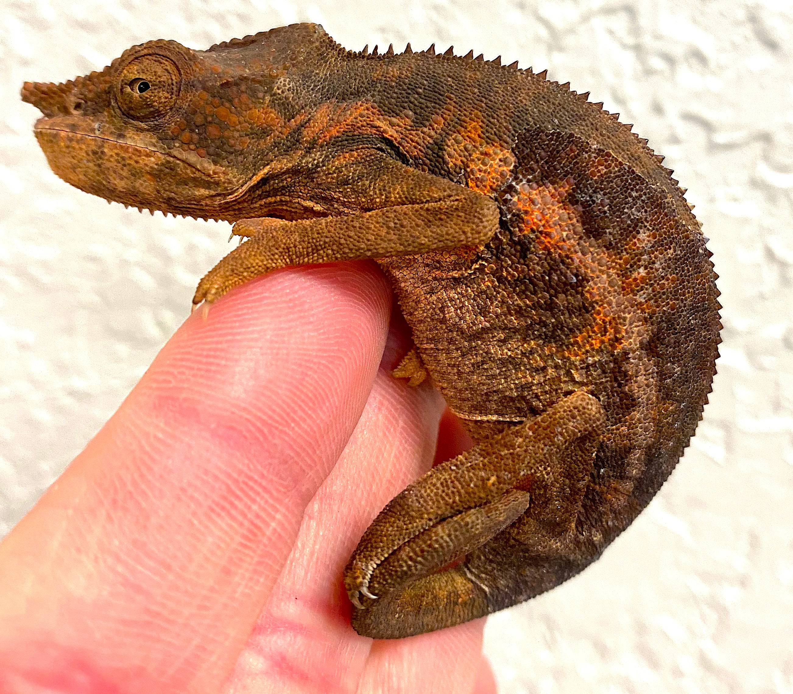 Furcifer angeli Pair - Image 2