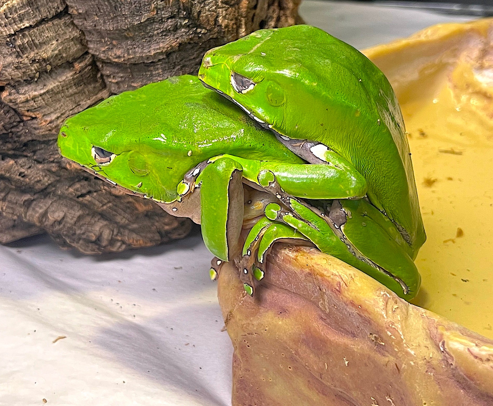 Gaint Waxy Monkey Frogs