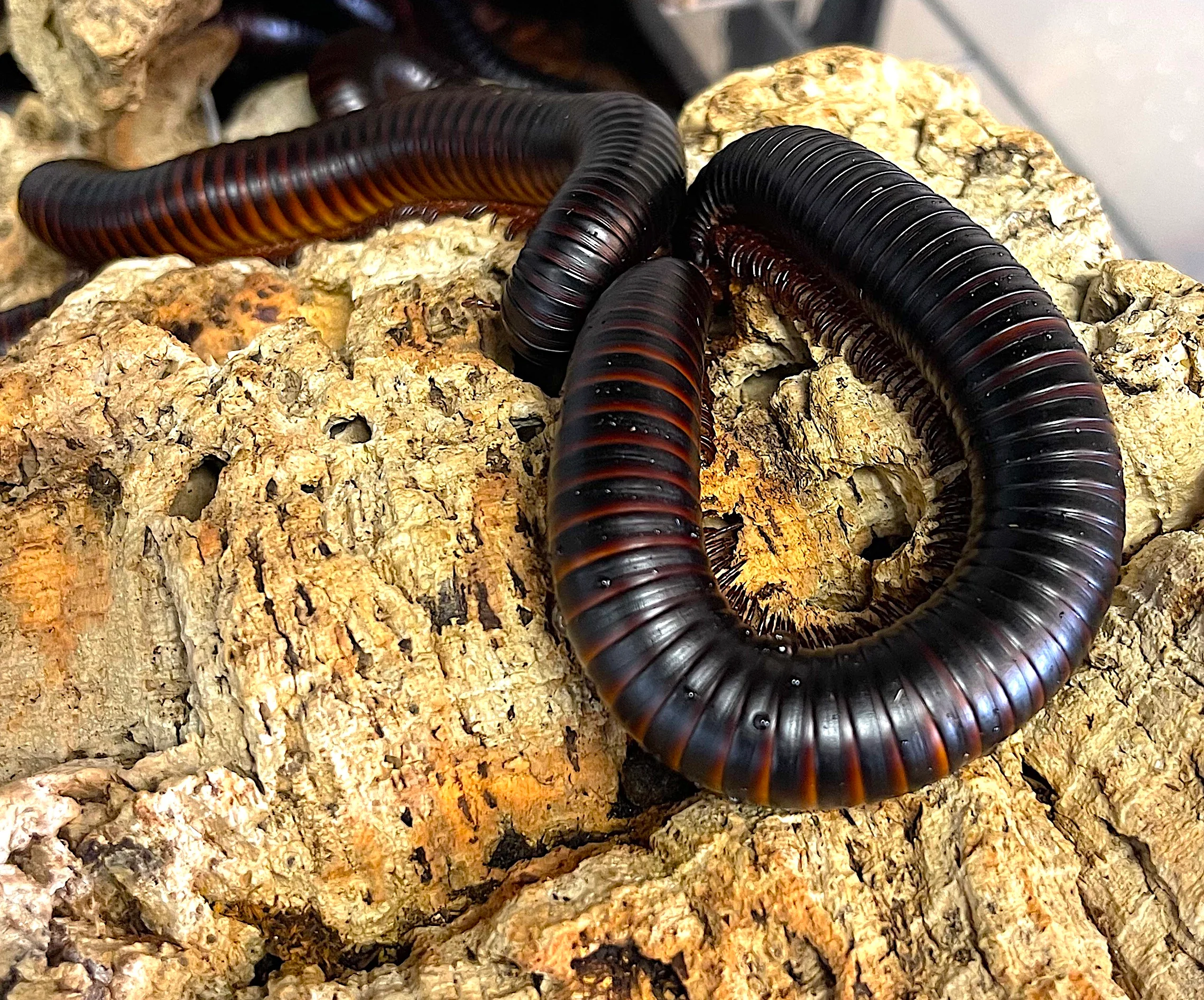Giant African Millipede