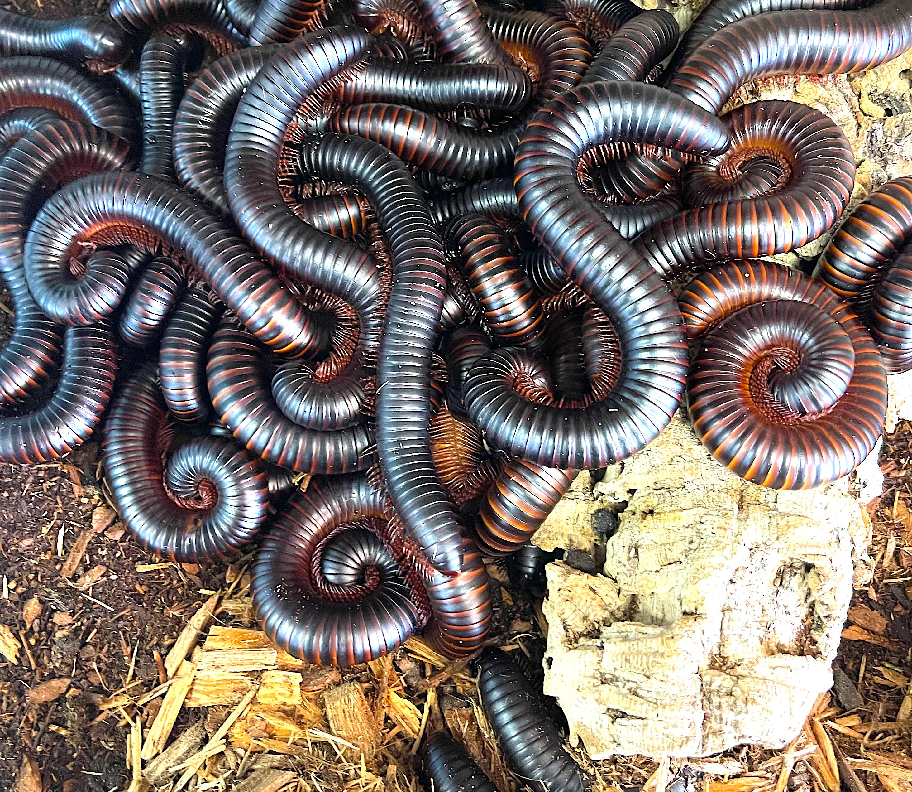 Giant African Millipede - Image 2