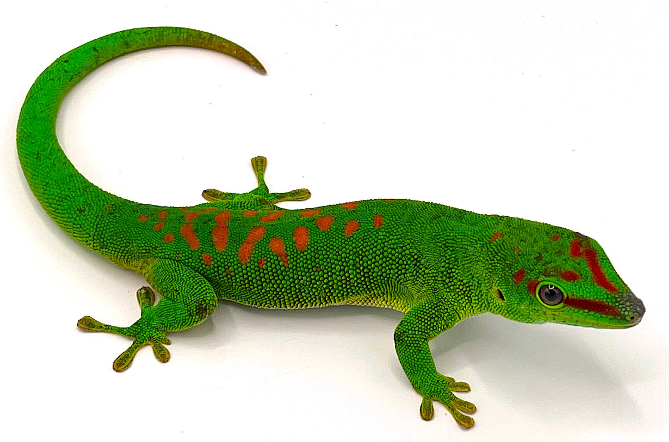 Giant Day Geckos (Phelsuma grandis)