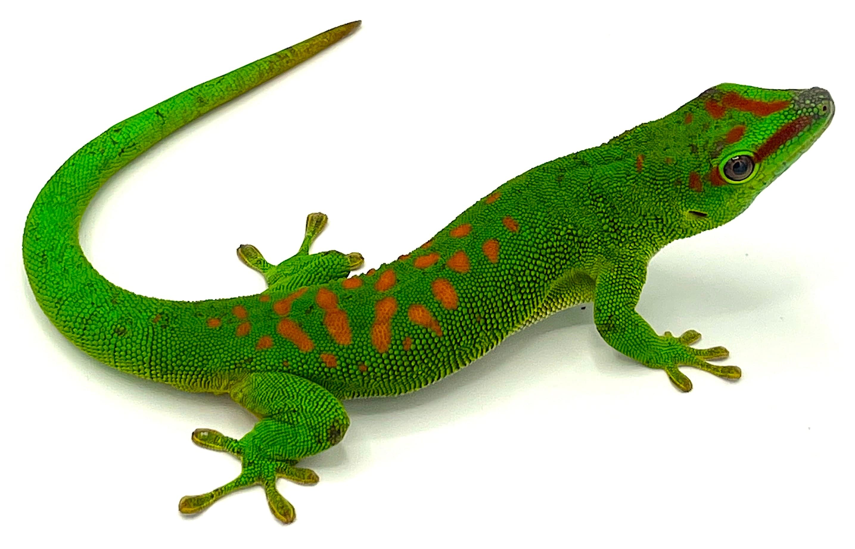 Giant Day Geckos (Phelsuma grandis) - Image 2