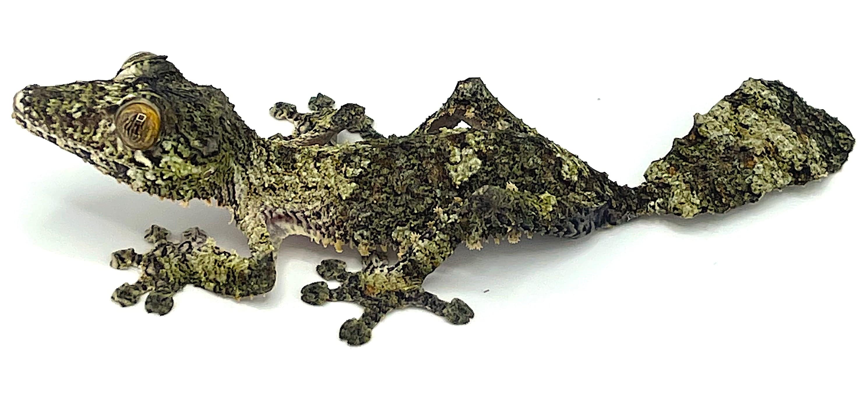 Giant Leaf Tail Gecko (Uroplatus fimbriatus) - Image 2