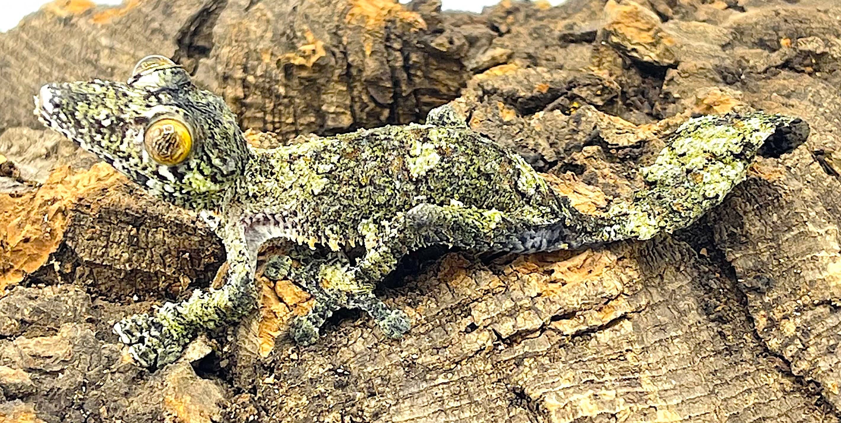 Giant Leaf Tail Gecko (Uroplatus fimbriatus) - Image 3