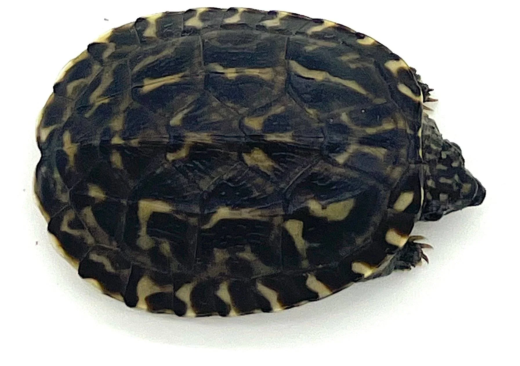 Giant Mexican Musk Turtle (Staurotypus triporcatus)