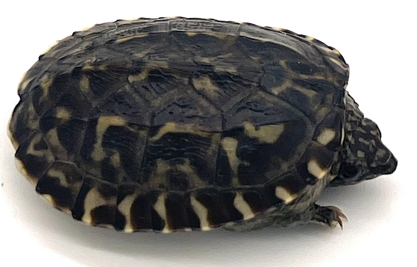 Giant Mexican Musk Turtle (Staurotypus triporcatus) - Image 2