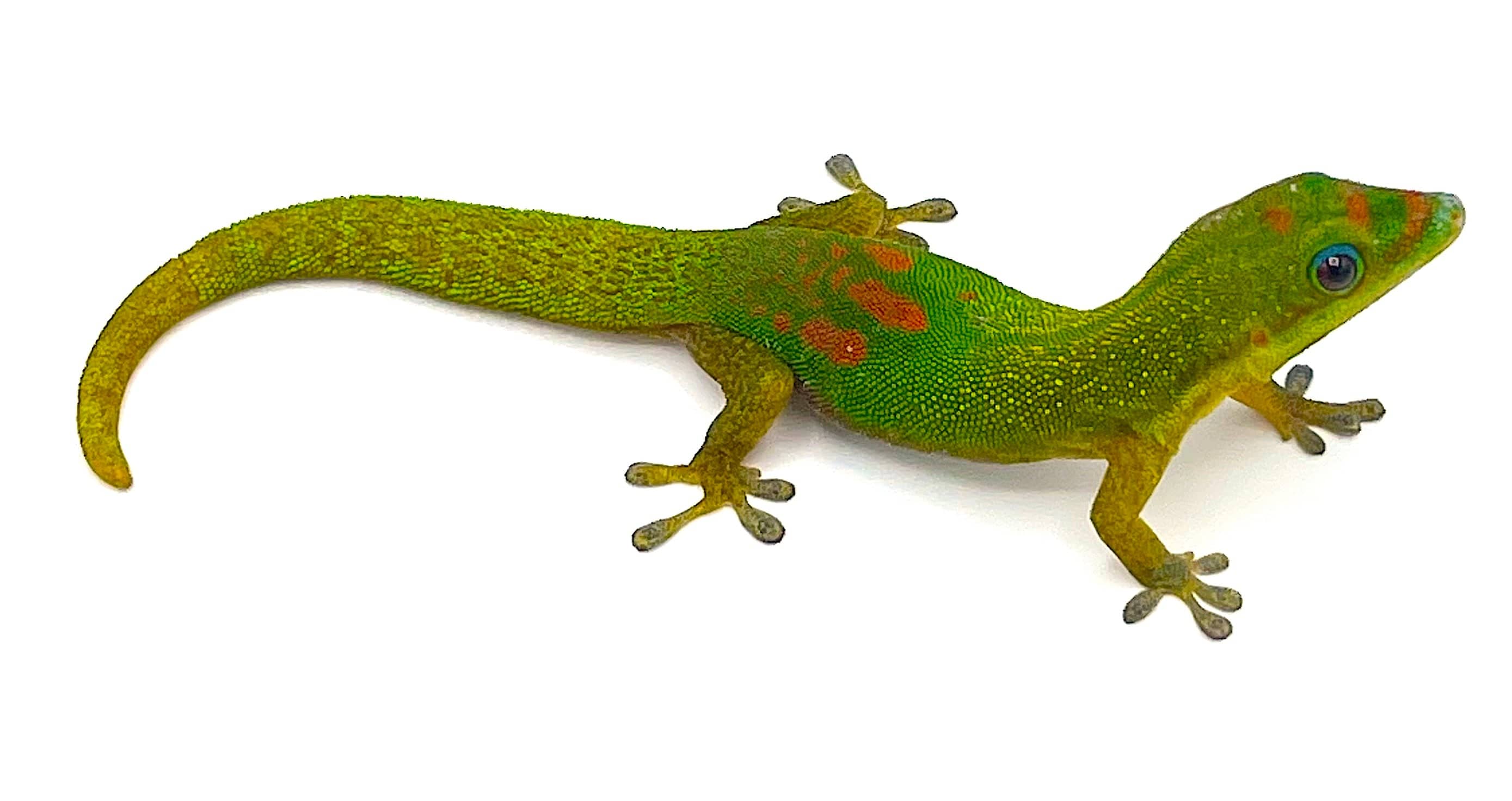 Gold Dust Day Gecko (Phelsuma Laticauda)