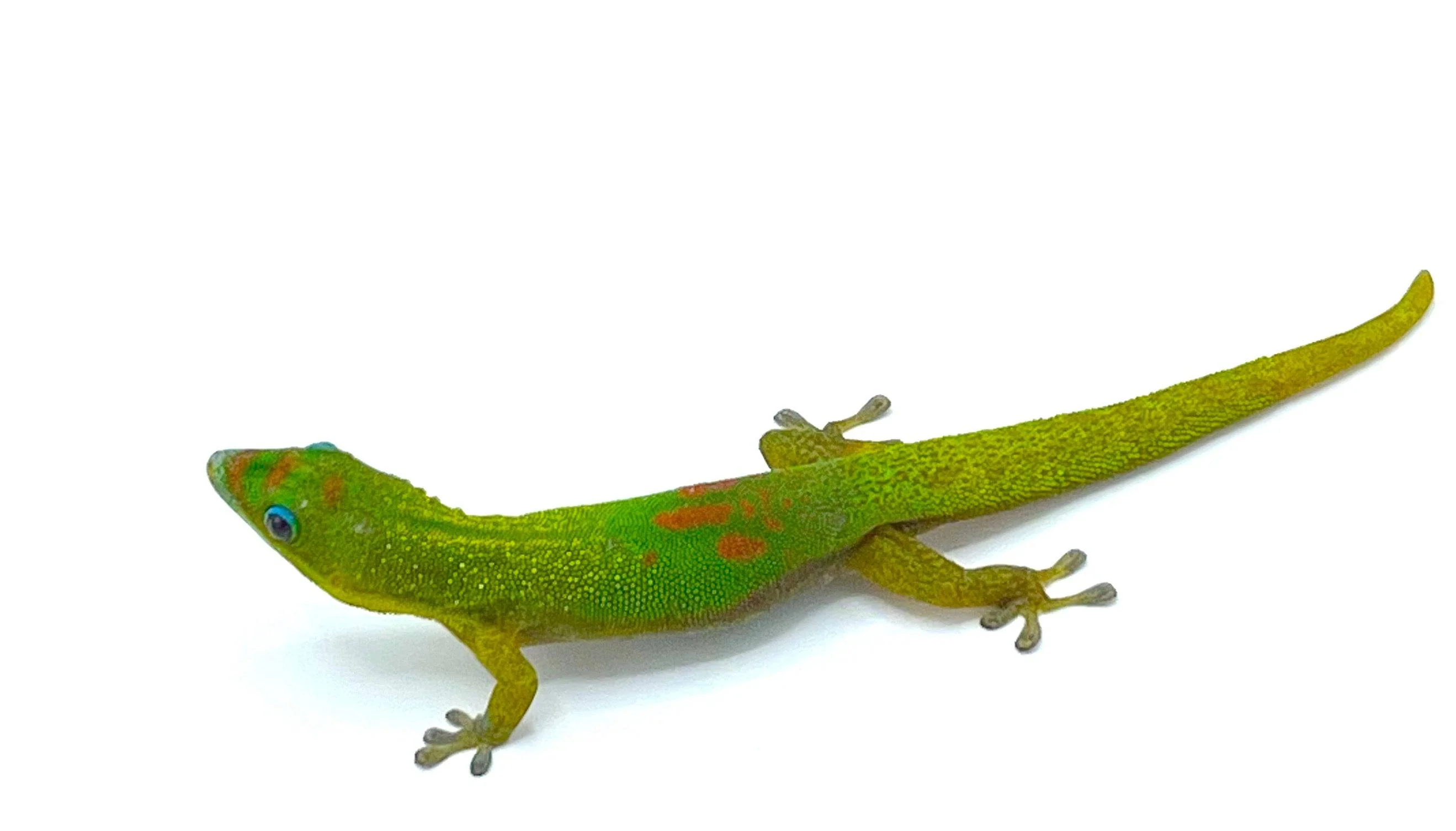 Gold Dust Day Gecko (Phelsuma Laticauda) - Image 2