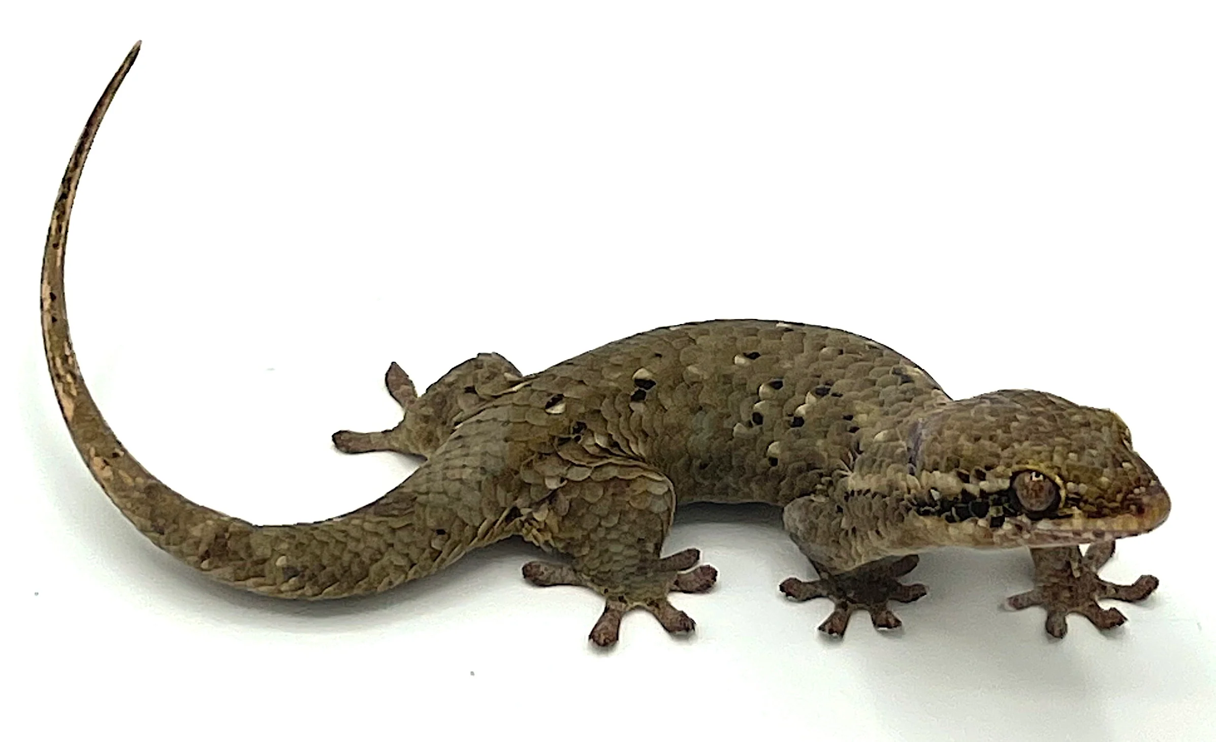 Golden Fish Scale Gecko (Geckolepis maculata)