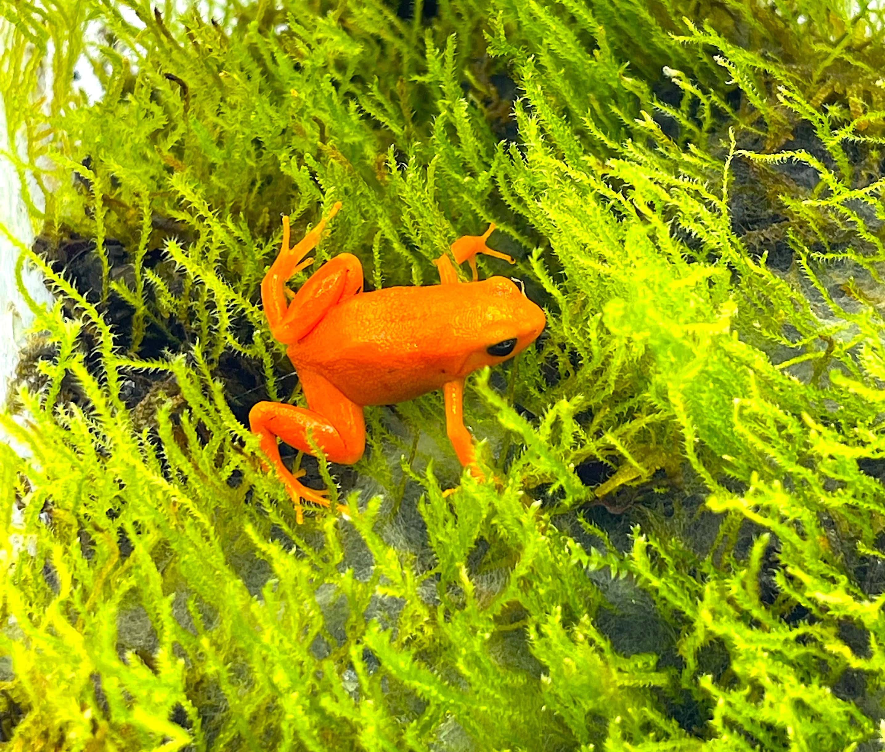 Golden Mantella